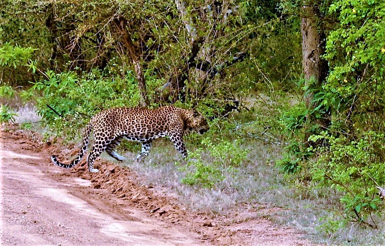 A leopard walking right in front of us on safari in Yala National Park