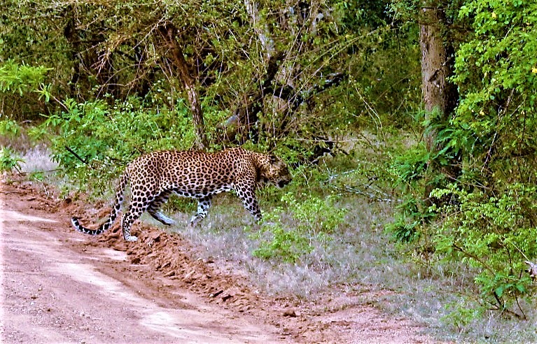 Spotting a Leopard in Yala National Park, Wildlife is a varied thing to do in Sri Lanka