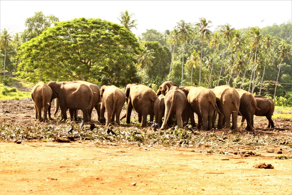 Elephants feeding is Pinnawela Elephant Orphanage in Sri Lanka