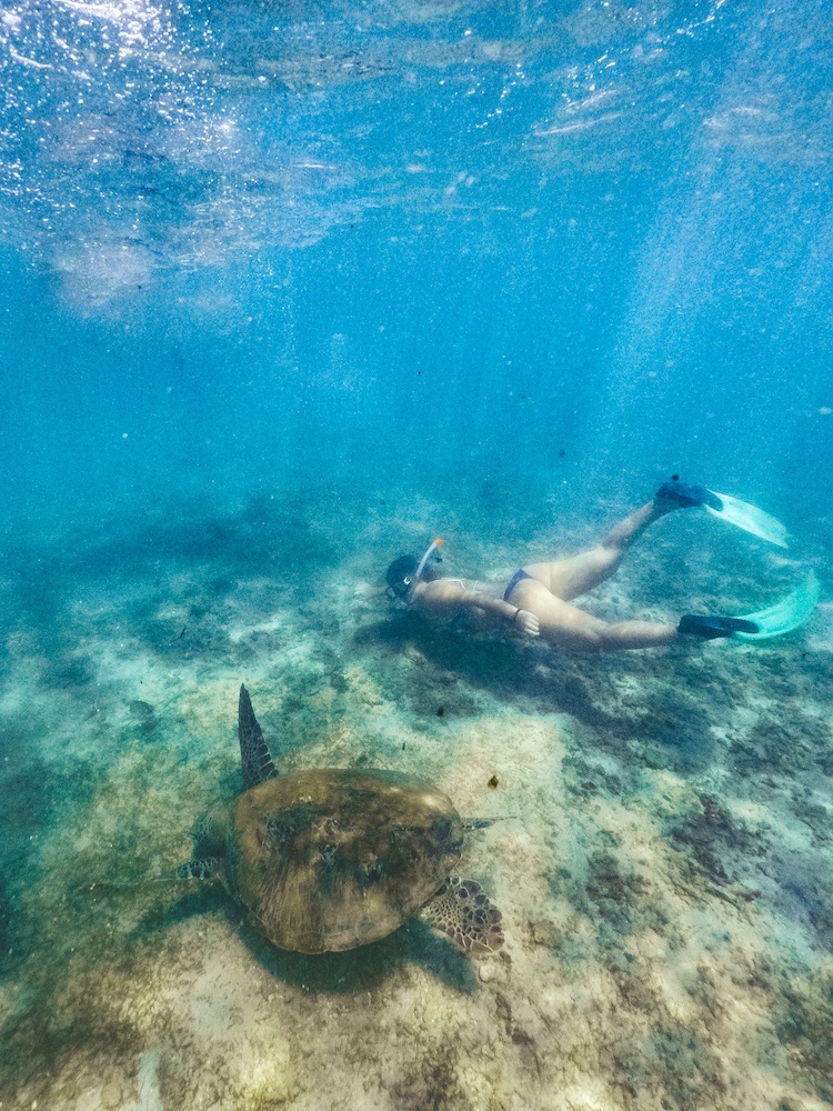 You can do snorkelling with Turtles at some of the best beaches in Sri Lanka by Greta Travels