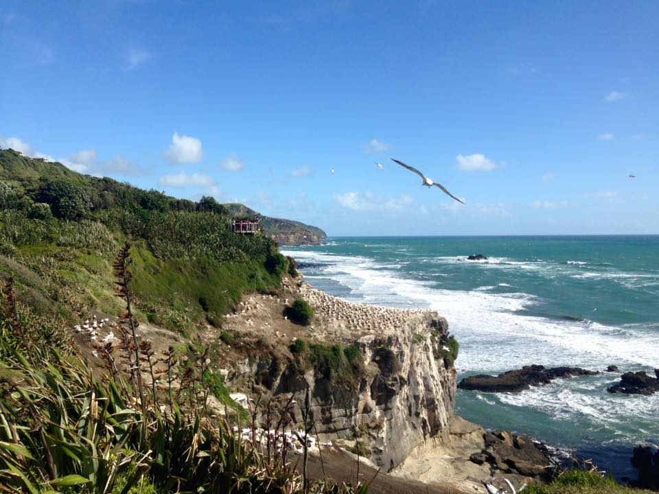 Take one of the best day trips from Auckland to Muriwai 