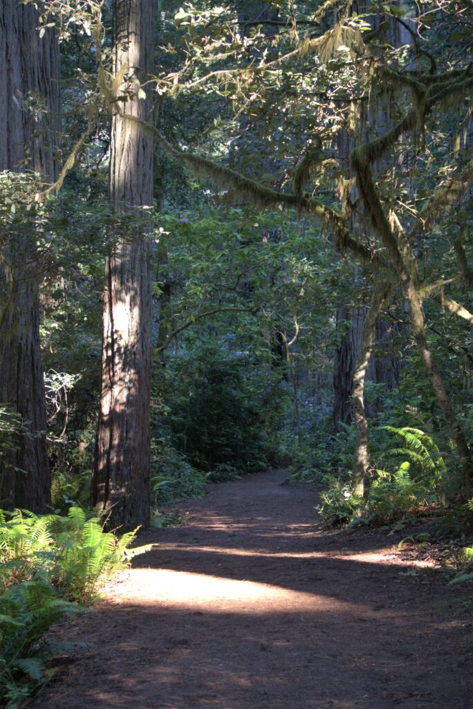 Redwood National Park, great little walk during your summer vacation in USA